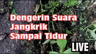 Download Music Malam Suara Jangkrik MP3