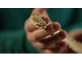 ARTifacts Snakes of Ohio