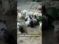 This Island Is RUN by Bunnies