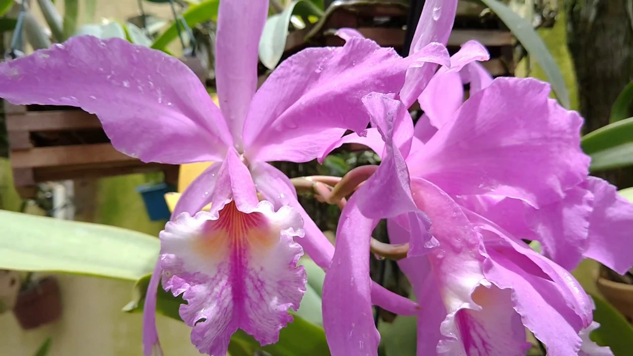 38 TIPOS DE ORQUÍDEAS E MORFOLOGIA