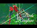 Download Lagu Birds Ringtone || Sweet Voice || New Ringtones 2020 || Ringtones 2.O ||