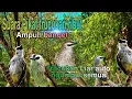 Download Lagu Suara pikat trucuk ribut bnget ampuh sekali gak pake lama | cepat di respon