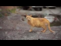 Future Islands - One Day (HQ)