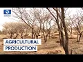 Experts Charge Federal Govt On Gum Arabic Farming