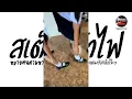 Download Lagu หลายคนตามหาในTikTok ( สเต็ปเท้าไฟ ) V.แดนซ์ยกล้อโจ๊ะๆ Pao Remix