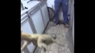 هههههه ابوس رجلك دندنها