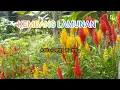 Download Lagu LAGU POP SUNDA - KEMBANG LAMUNAN - DETTY KURNIA ‼️  #musiksunda #viral #terbaru
