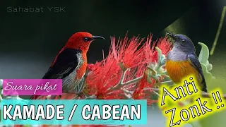 Download Mp3 Suara pikat burung kamade | Talokan | Cabean paling ampuhh MP3