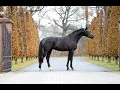 Lagu KINGSLEY - 2,5yo KWPN black stallion by Kjento