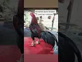 Download Lagu black swan si angsa hitam atau yg lebih di kenal Hongdum milik Mr. nurut.