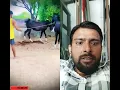 Download Lagu 2 ghode #funny #shorts #ytshorts #hourse #horsetrading #funnyshorts #horseriding #comedy