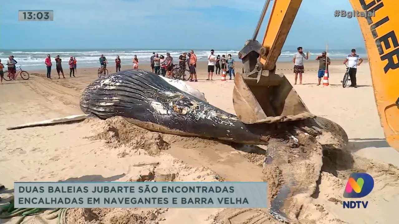 Duas baleias Jubarte são encontradas encalhadas em Navegantes e Barra Velha