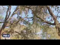 Florida allergy sufferers getting hit hard as warm weather springs early tree pollination season