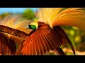 Download Lagu Burung Cendrawasih Paling Indah Di dunia Asli PAPUA INDONESIA