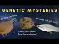 Download Lagu Genetic Mysteries - Unsolved and Solved