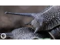 Everything You Never Wanted to Know About Snail Sex Deep Look