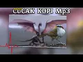 Download Lagu pancingan cucak kopi malas bunyi.. gak pakek lama pasti langsung crewet