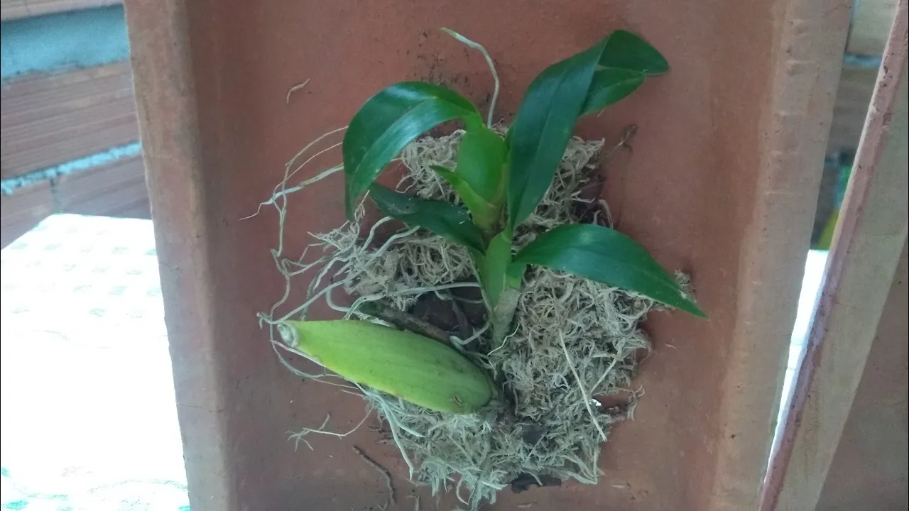 COMO SALVAR ORQUÍDEA NA TELHA, COMO PLANTAR ORQUÍDEA NA TELHA