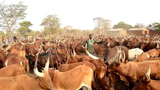 mzee anayemiliki ngombe wengi zaidi nyumbani kwake