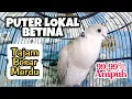 Download Lagu Burung puter lokal betina suara merdu,cocok nih buat mastering
