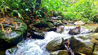 Peaceful Sound of a Flowing Stream and Forest Birds chirping/Nature sounds/Sleep/Study/Focus