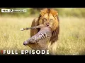 Lagu World's Deadliest: Predators Hunting Baby Animals | Nature Animal Documentary