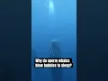 Why do sperm whales blow bubbles