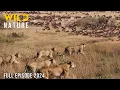Download Lagu WILD SERENGETI | Battle for Survival in Predator Territory | Animal documentary