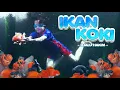 Download Lagu DJALU HAKIM - Ikan Koki - Offcial Music Video
