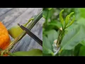 Download Lagu Grafting a Orange  branch on Lemon Tree by Cleft grafting | Grafting Citrus Trees | Grafting Plants