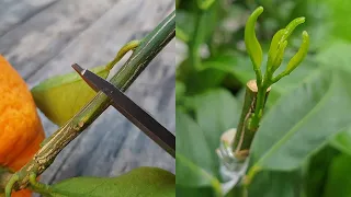 grafting a orange branch on lemon tree by cleft grafting grafting citrus trees grafting plants