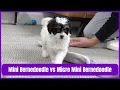 Mini Bernedoodle Vs Micro Mini Bernedoodles - What Is A Micro Mini Bernedoodle