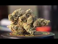GMO - Strain Review