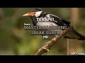 Download Lagu TERAPI Suara Masteran - Burung Jalak Suren Gacor 100% Berhasil HD MP3 Audio