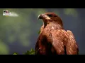 Download Lagu Rohani   Burung Rajawali   Proses