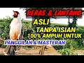 Download Lagu Suara Burung  KUTILANG GACOR Asli Tanpa Isian 100% Terbukti Ampuh Untuk Suara Panggilan dan Masteran