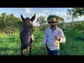 Download Lagu O MELHOR CAPIM PRA CAVALO | VOU ENGORDAR ESSE CAVALO MAGRO NESSE CAPIM AQUI 🐎🐎