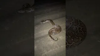 Street Dog Pluto Meet's A Giant Python Snake | LIVE