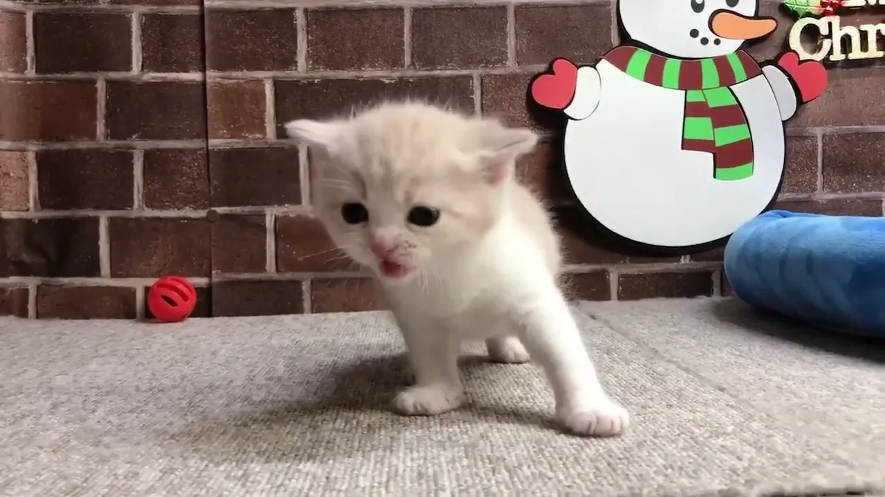 動画