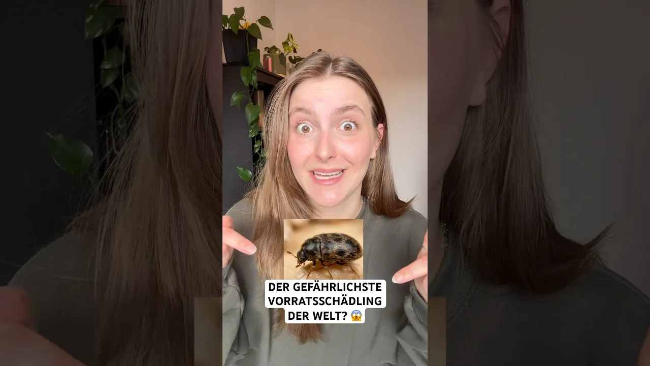 Khaprakäfer erkennen & loswerden: So schützt du deine Vorräte richtig, Lagerpirat und Insektenspray!