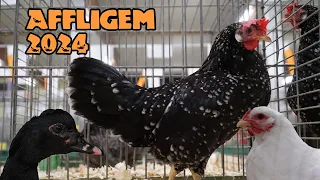 Poultry show of Affligem 2024