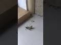 Download Lagu Daddy longlegs spider takes down Wasp.