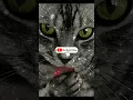 Download Lagu MUSIK UNTUK KUCING STRES #shorts #musicforcats #catvideos