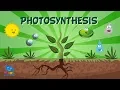 Photosynthesis Educational for Kids