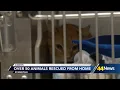 Evansville s rescue over 50 animals from home