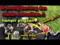 Download Lagu BANTENG MBEROT..!Serang bopo dewa-banteng mberot#1trendingvideo #arekbudoyo #bantengan