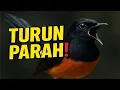 Lagu TURUN HARGA AKHIR TAHUN‼️ MURAI PROSPEK LOMBA DI JAKARTA CUMA SEGINI?!