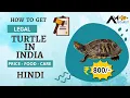 Legal Turtles in India Care Price Food Sabkuch In HINDI