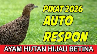 auto respon suara ayam hutan betina panggil jantan betinabirahi