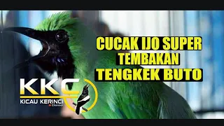 Download CUCAK IJO SUPER TEMBAKAN TENGKEK BUTO  | NGERII 100% VOKAL JELAS MP3